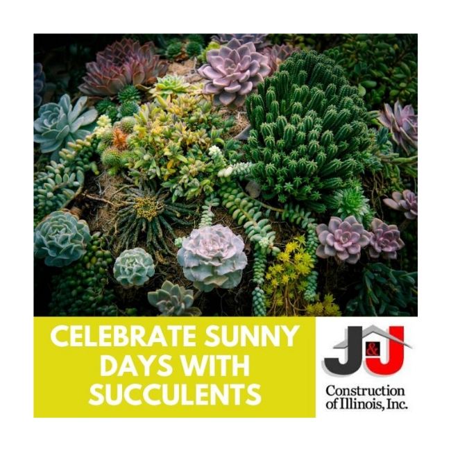 Celebrate Sunny Days With Succulents - J&J Construction