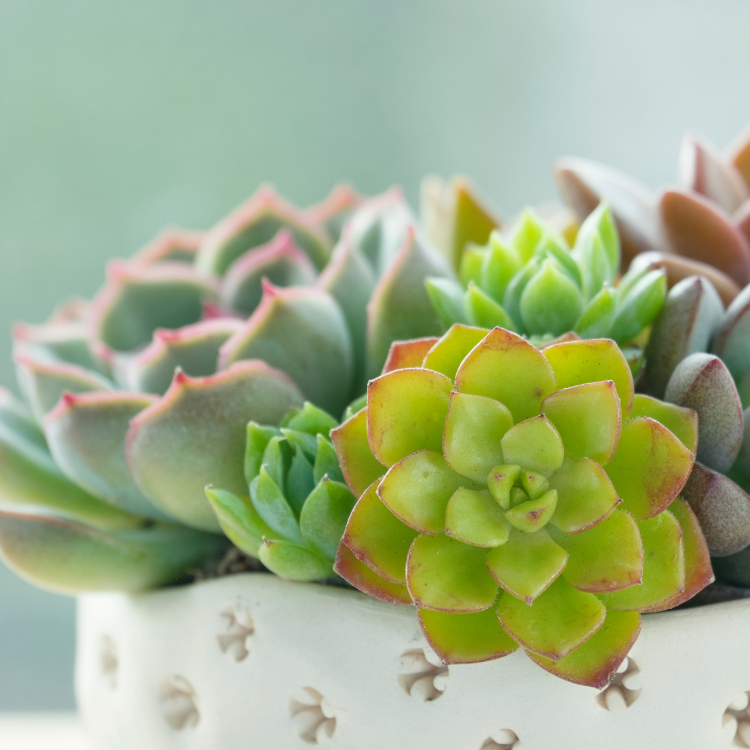 Celebrate Sunny Days With Succulents
