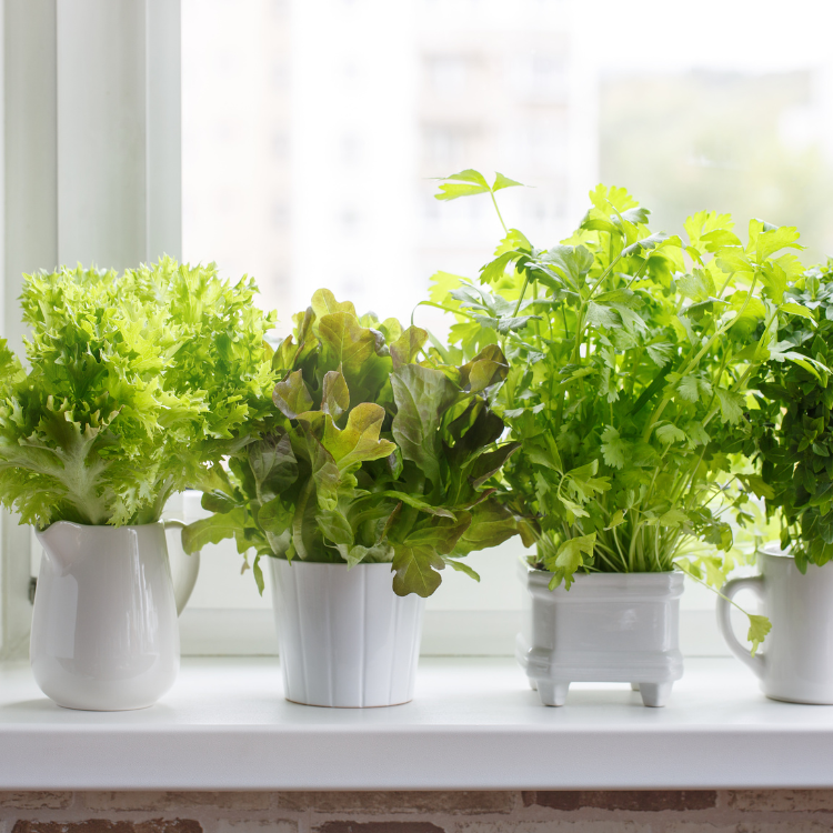 Make it a Green Spring in Your Kitchen!